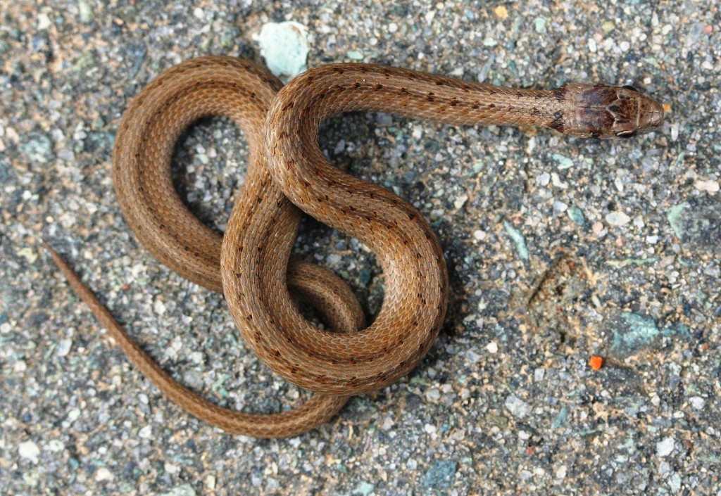 brown snake durham 111912